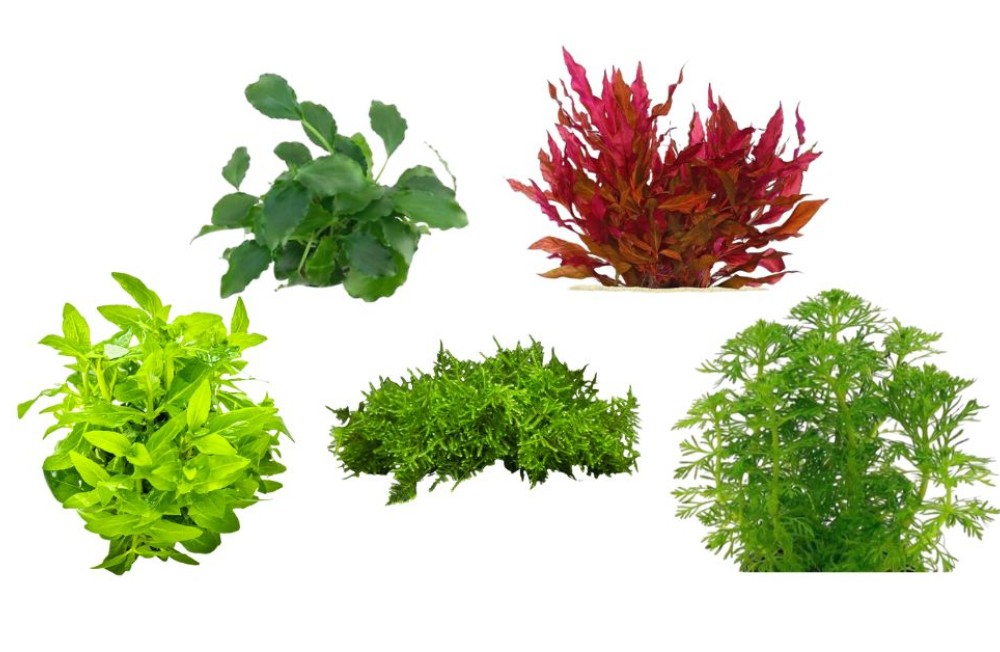 Freshwater Flora In - Check it Out!!