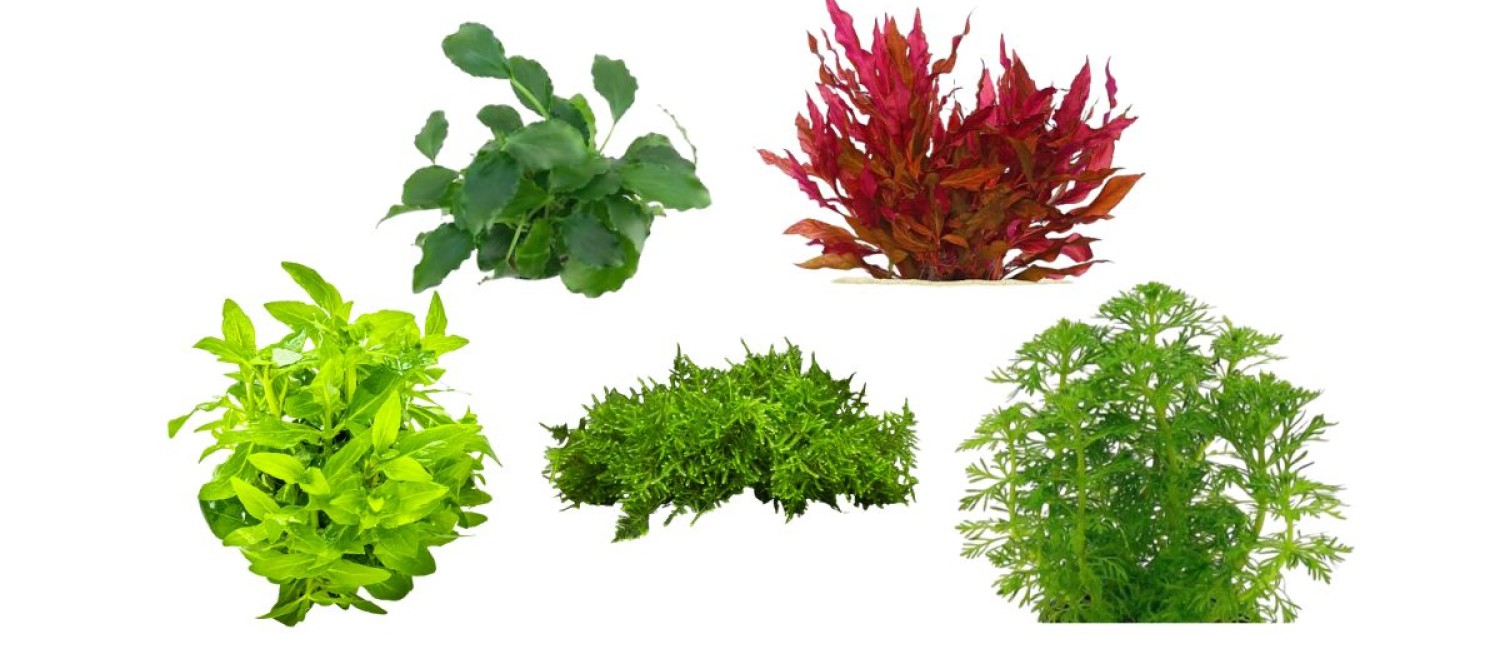 Freshwater Flora In - Check it Out!!