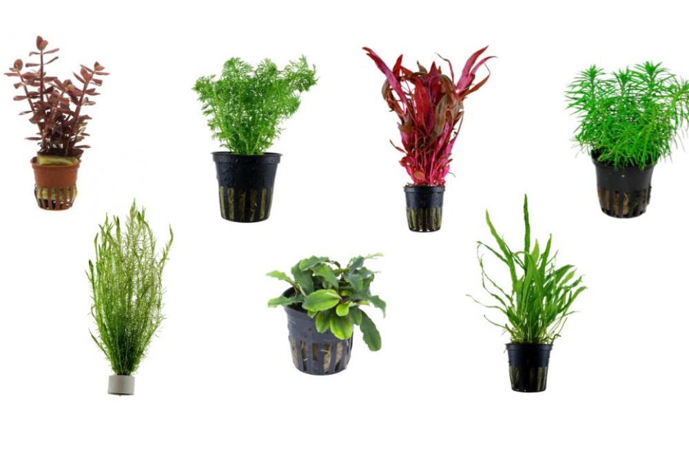Green & Growing - Checkout the new Freshwater Plants!