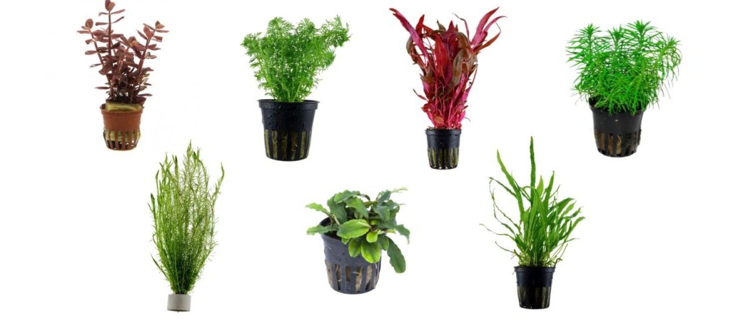 Green & Growing - Checkout the new Freshwater Plants!