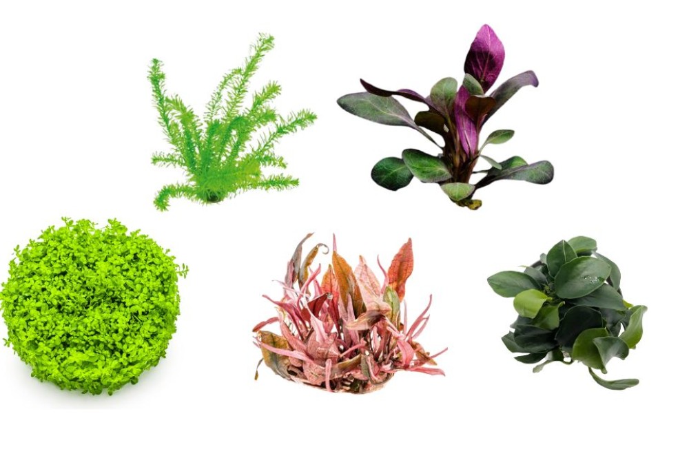 Vibrant Freshwater Plants For Your aquarium World : Check it out