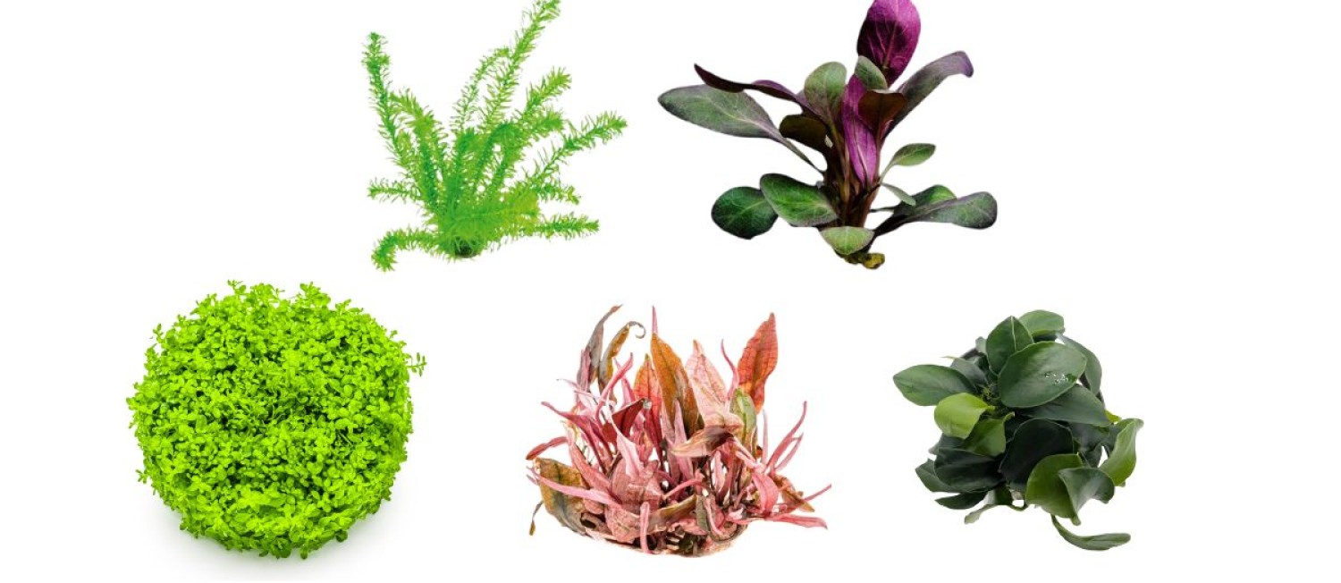 Vibrant Freshwater Plants For Your aquarium World : Check it out