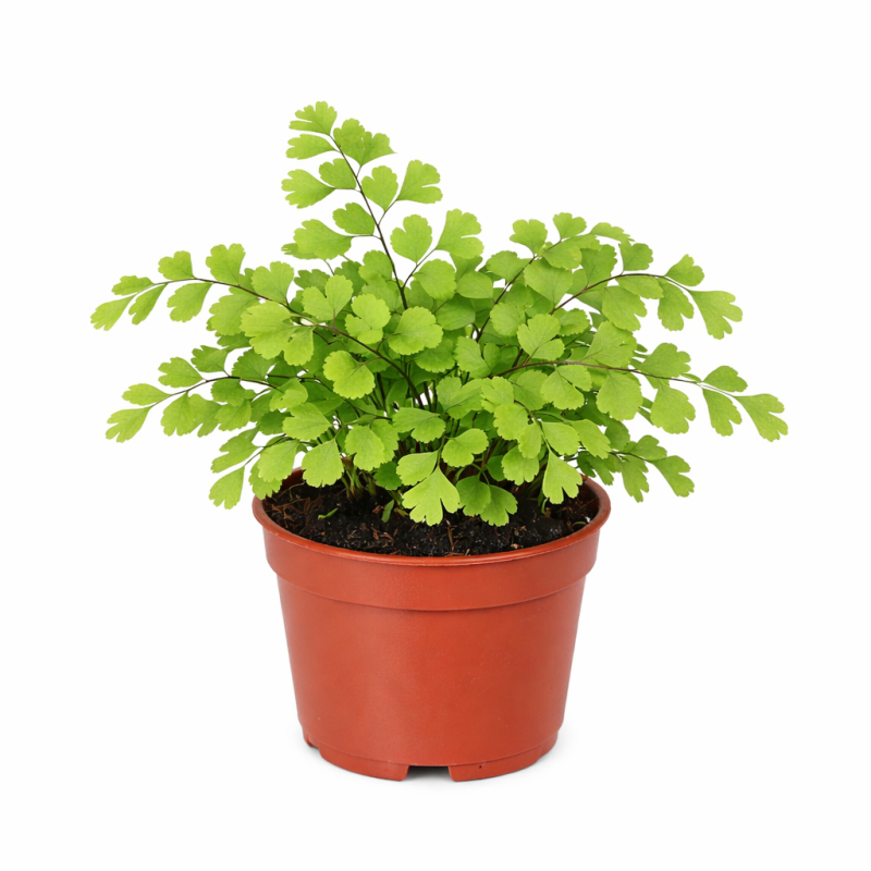 Adiantum fritz luthii mini  6cm