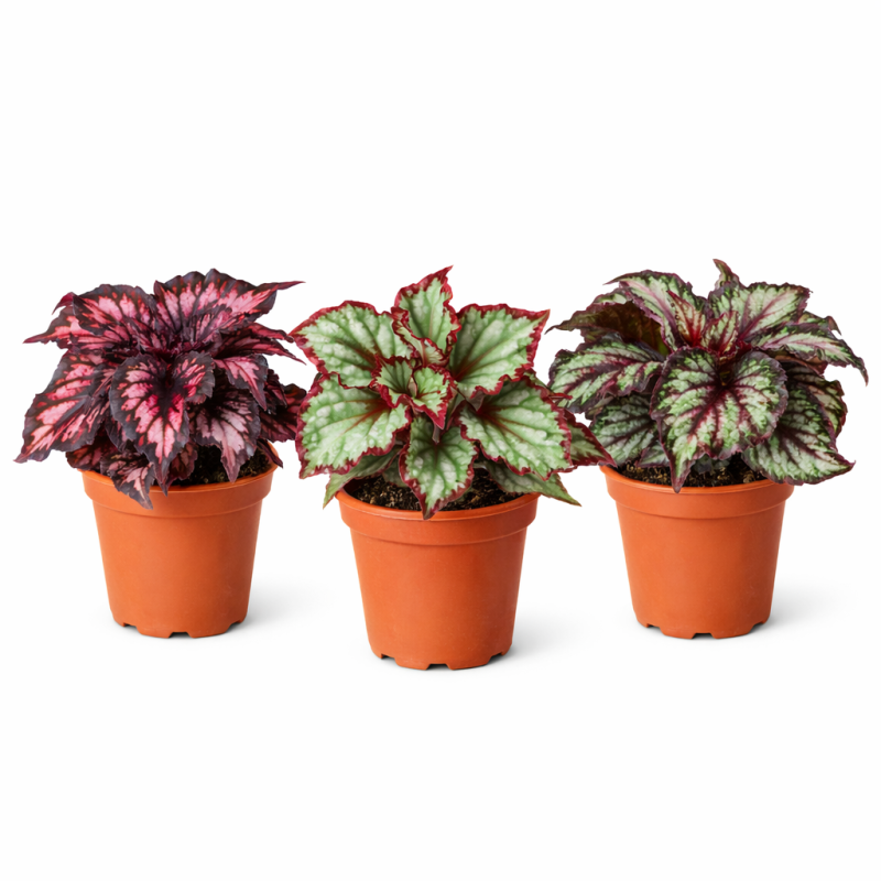 Begonia Beleaf Mix  9cm