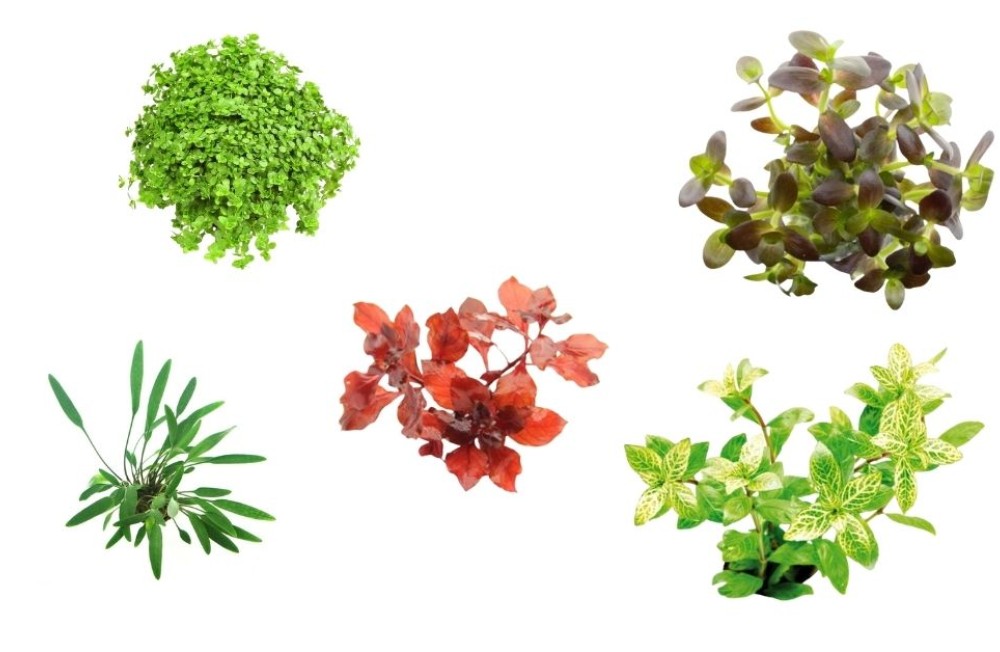 Freshwater plants to create a thriving aquascape - Check it out!