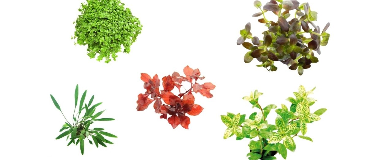 Freshwater plants to create a thriving aquascape - Check it out!
