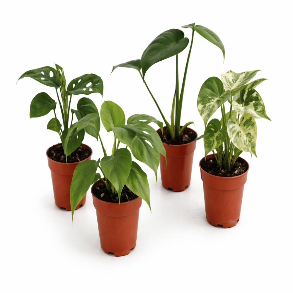 Monstera  mix mini  6cm
