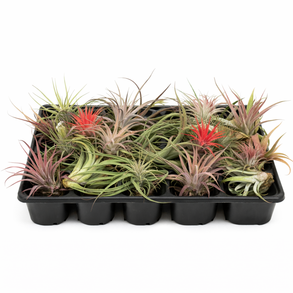 Tillandsia mix mini  5.5cm
