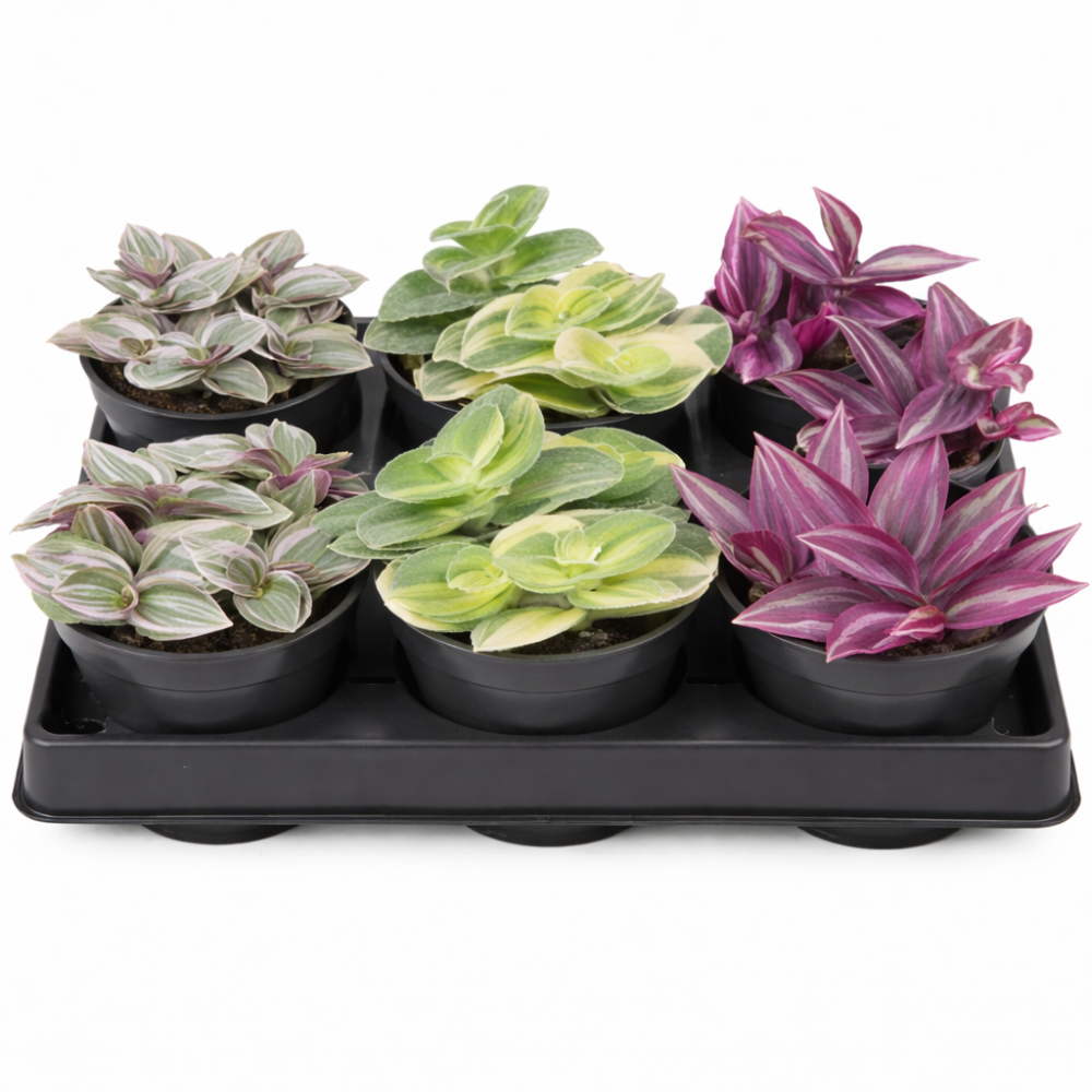 Tradescantia mix  6cm