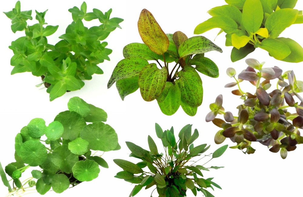 New Week, New Plants - Get'em before they're gone!