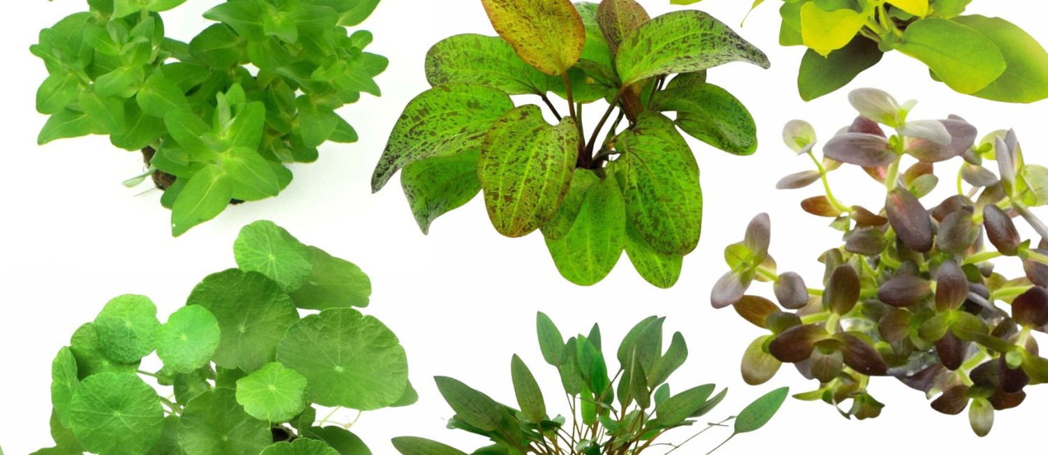 New Week, New Plants - Get'em before they're gone!