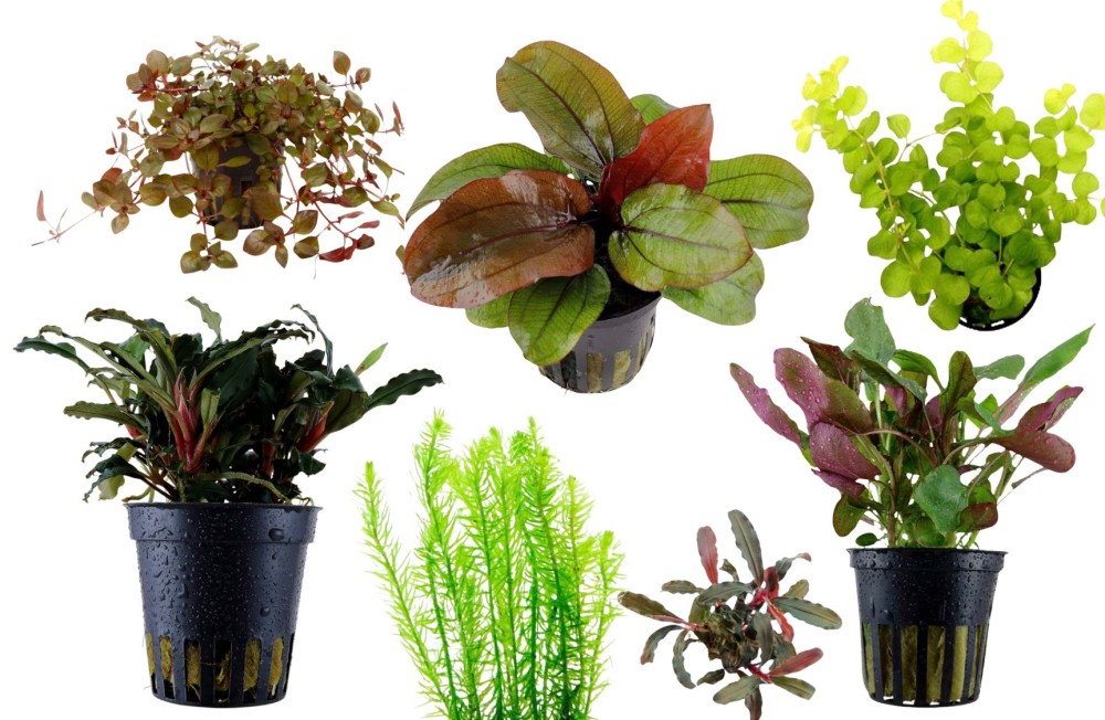 New Plant arrivals!