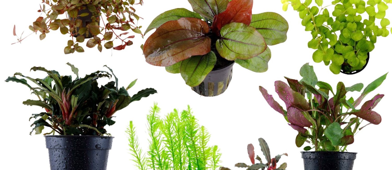 GIANT NEW PLANT ARRIVALS