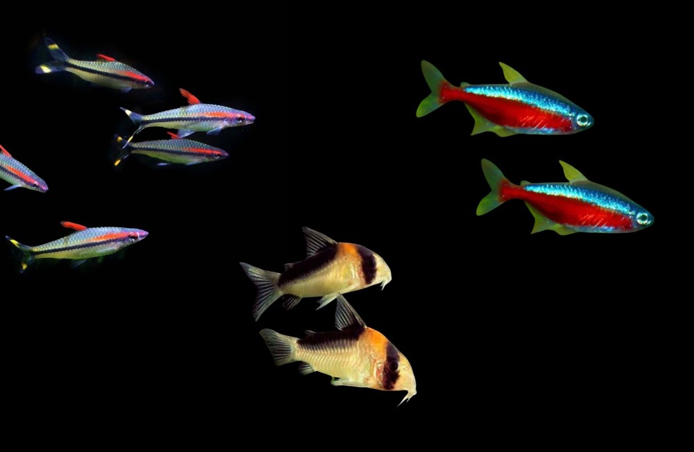 Can you believe the amount of new fish we have in this week?
