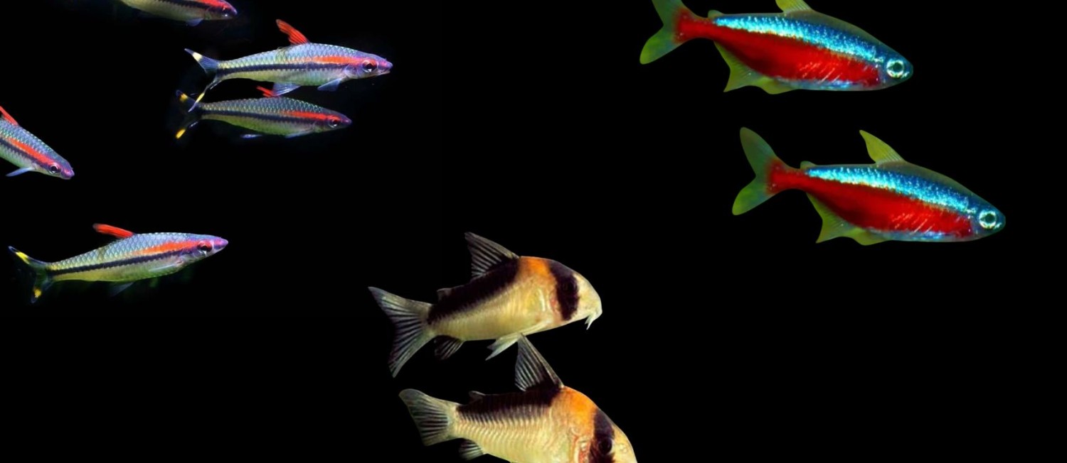 Can you believe the amount of new fish we have in this week?
