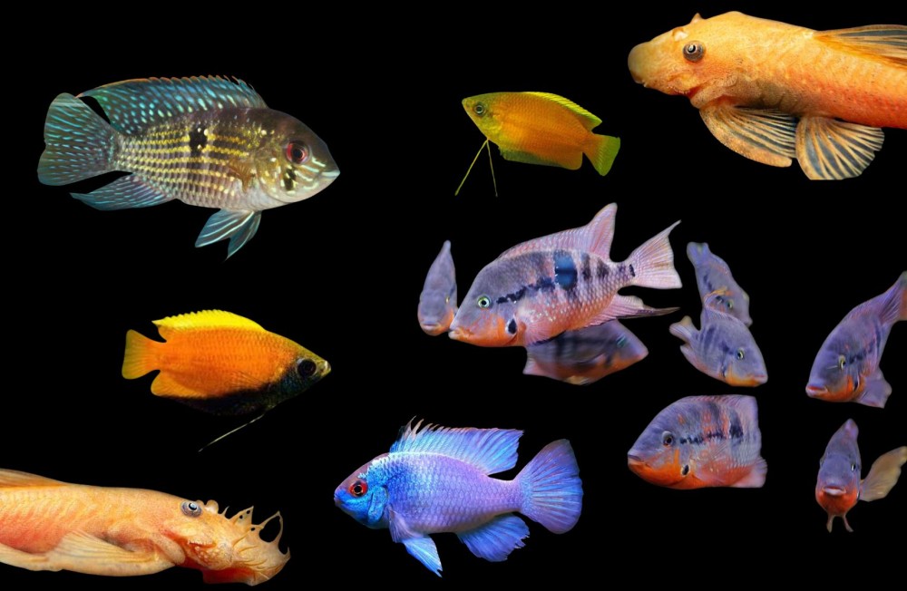 One of MANY new arrivals this week! Cichlids, Betta & More! 