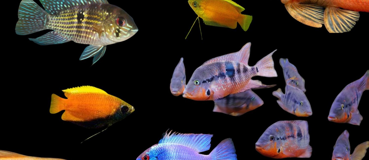 One of MANY new arrivals this week! Cichlids, Betta & More! 