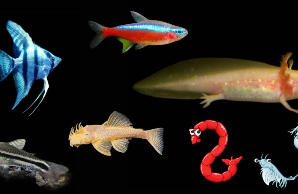 Monday Motivation - New Arrivals (Fish and Live food!)