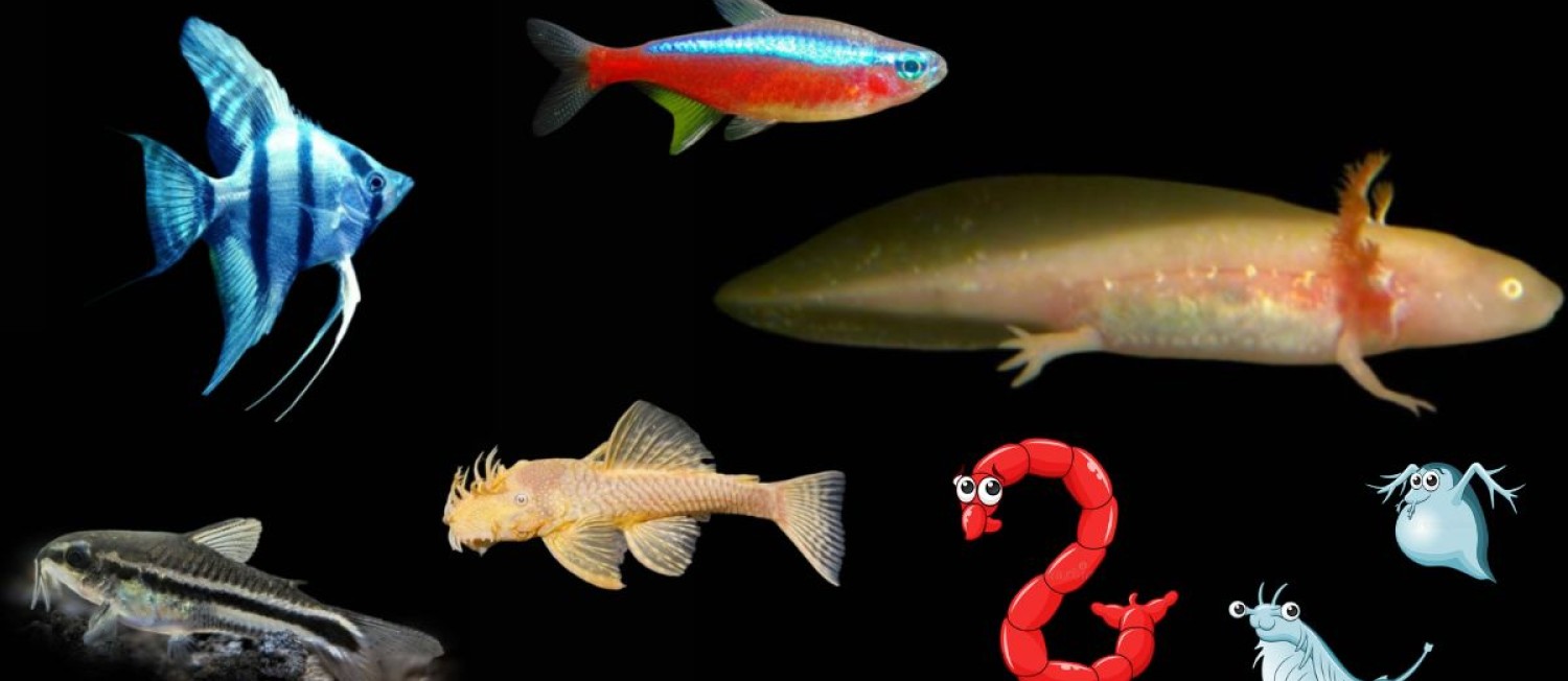 Monday Motivation - New Arrivals (Fish and Live food!)