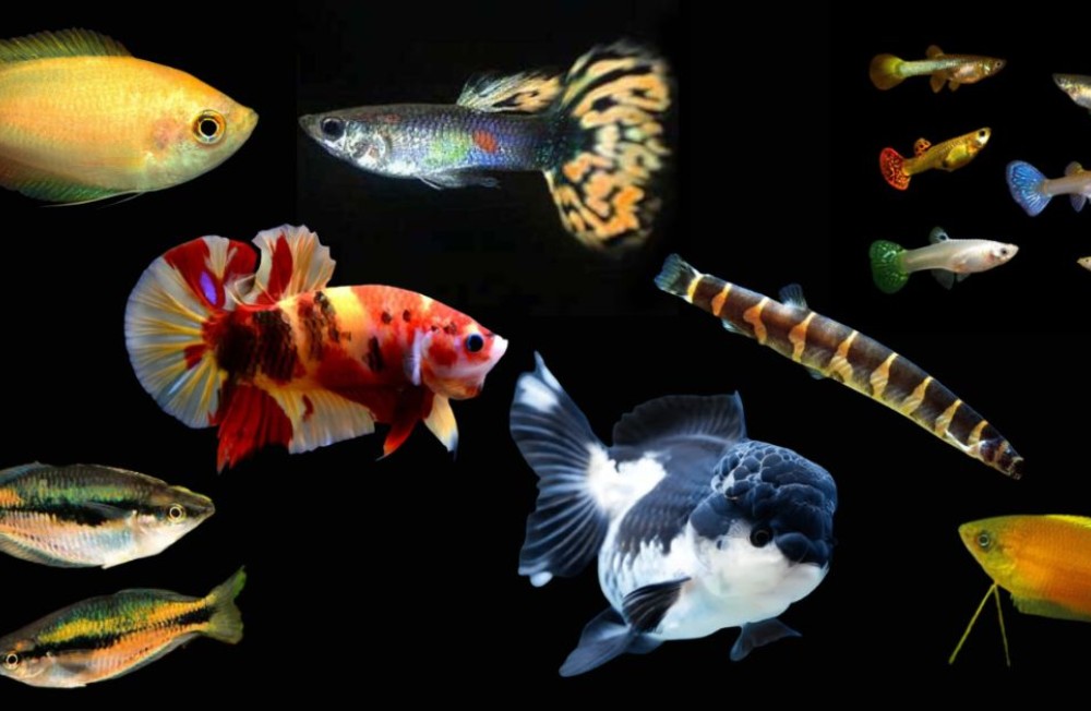 Freshwater Arrivals - ready for the weekend!