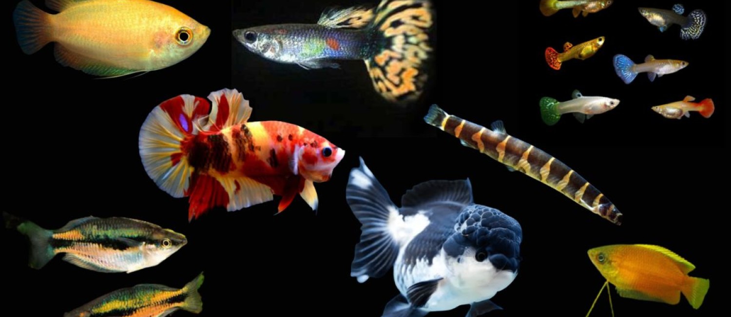 Freshwater Arrivals - ready for the weekend!