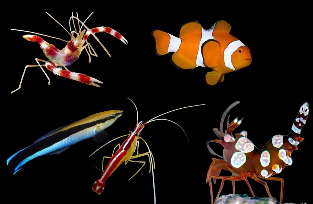 New Marine arrivals to start the Weekend
