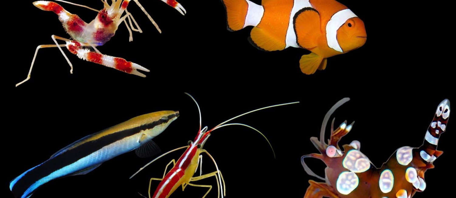 New Marine arrivals to start the Weekend