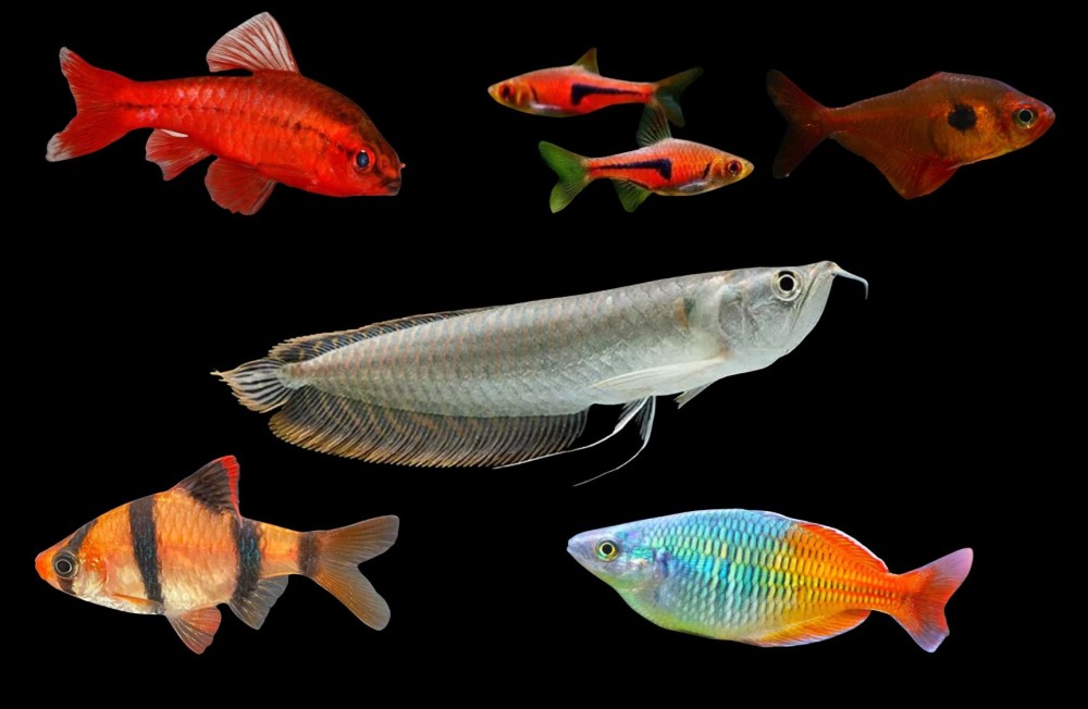 Freshwater Arrivals; Fresh for the Weekend