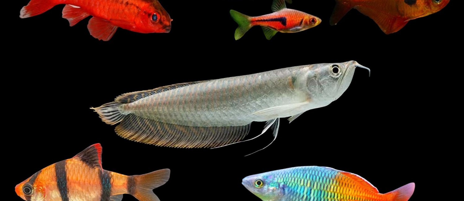Freshwater Arrivals; Fresh for the Weekend