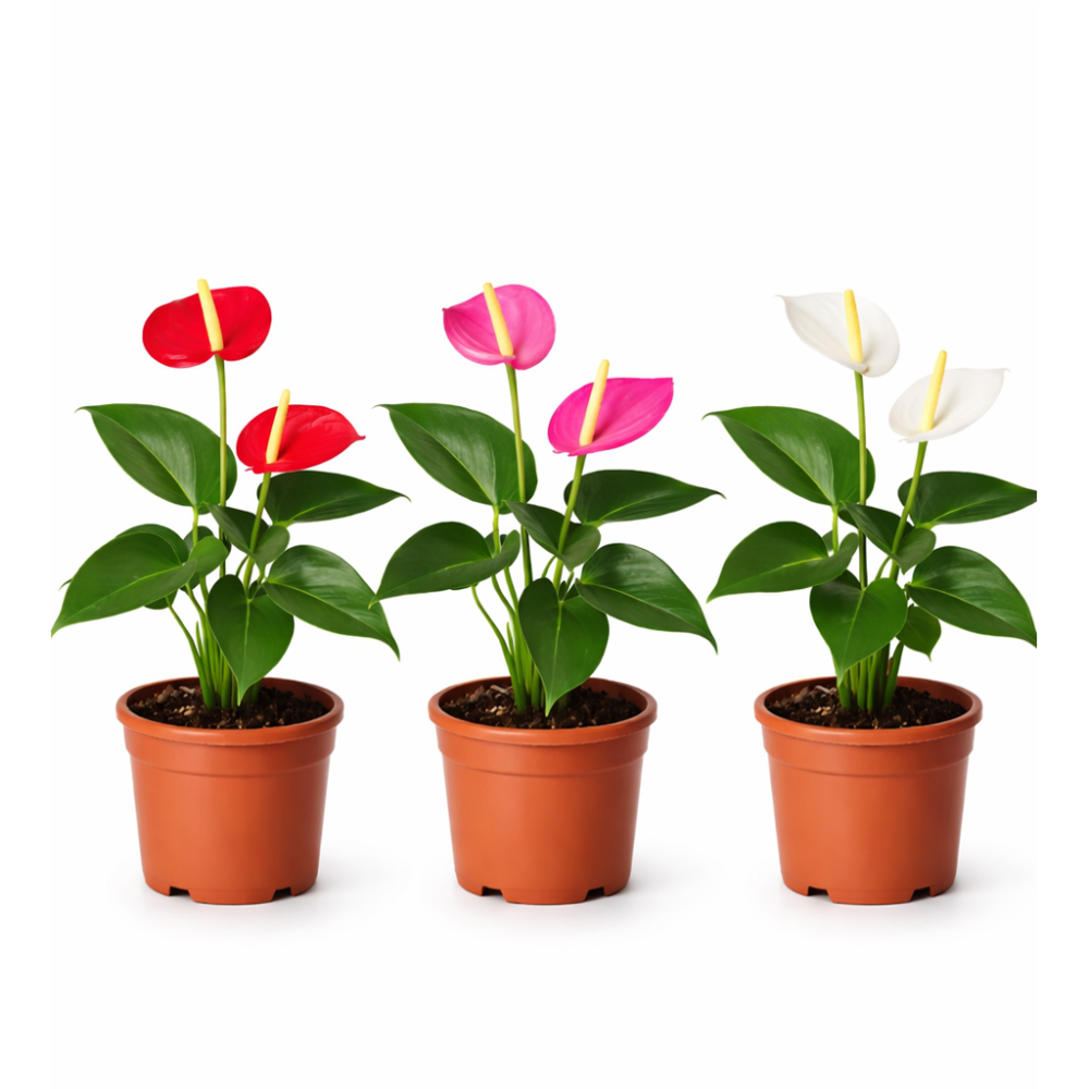 Anthurium big flowers mix 12cm