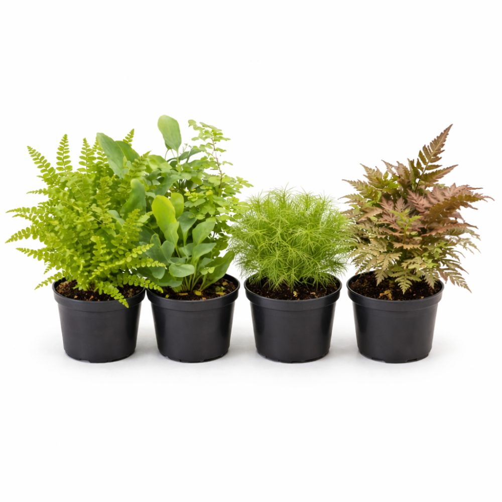 Fern mixed 4 sort mini  6cm