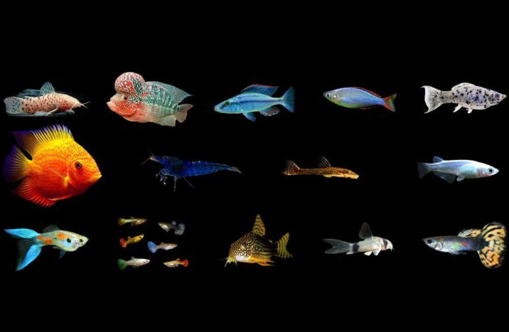 Get in before the weekend, New freshwater fish now in! 
