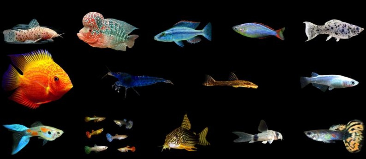 Get in before the weekend, New freshwater fish now in! 