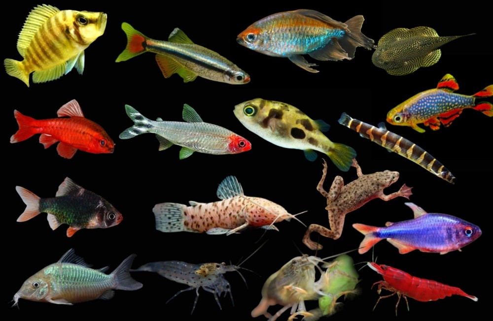 16 Boxes of new Fish in! 