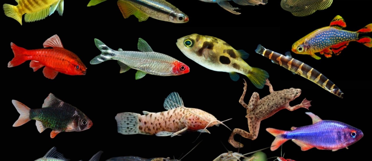16 Boxes of new Fish in! 