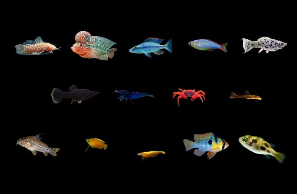 The weekend is here! Have a glance at some of our new freshwater arrivals! 