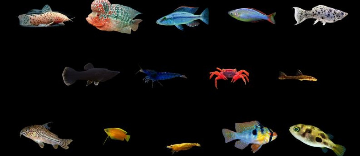 The weekend is here! Have a glance at some of our new freshwater arrivals! 