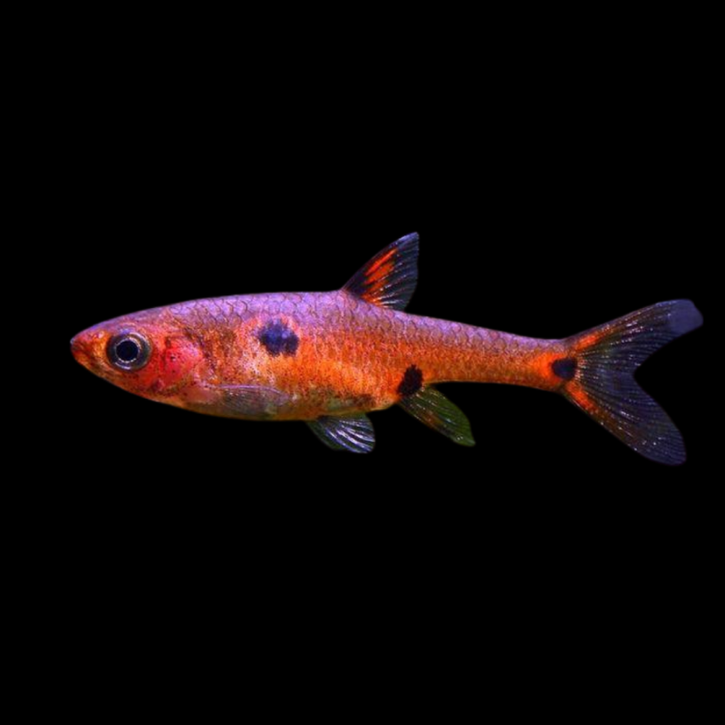 Three Spot Rasbora