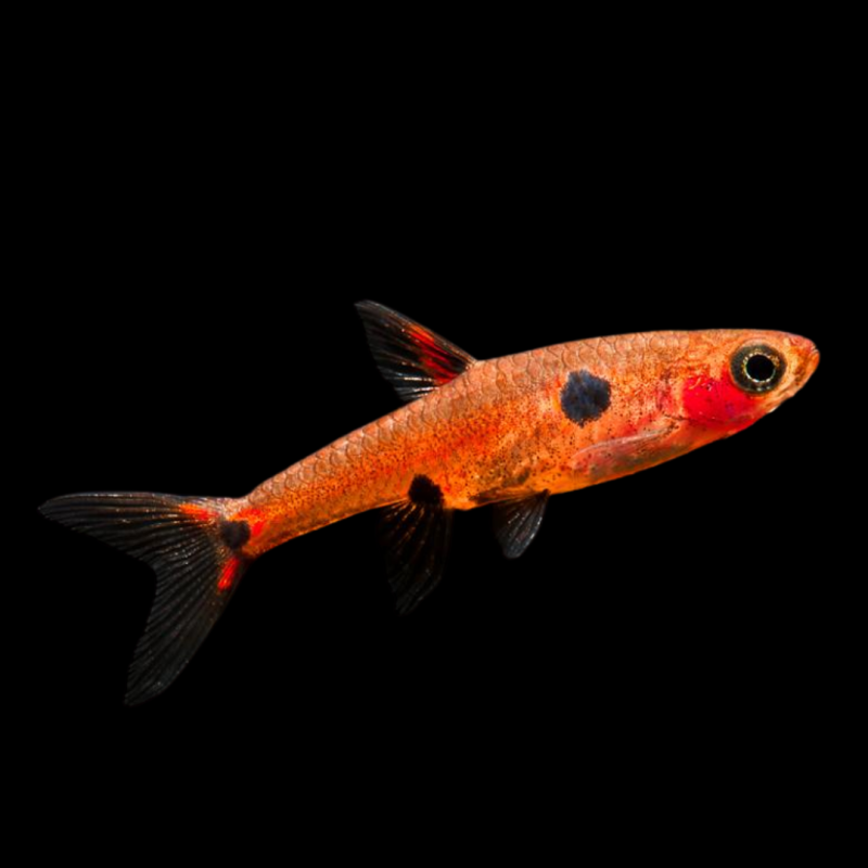 Three Spot Rasbora