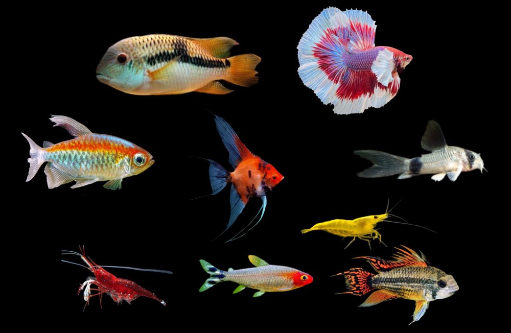 Healthy freshwater fish ready to thrive in your aquarium.. Check it out!