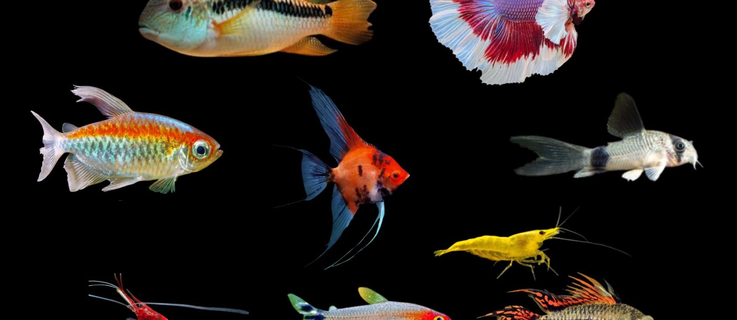 Healthy freshwater fish ready to thrive in your aquarium.. Check it out!