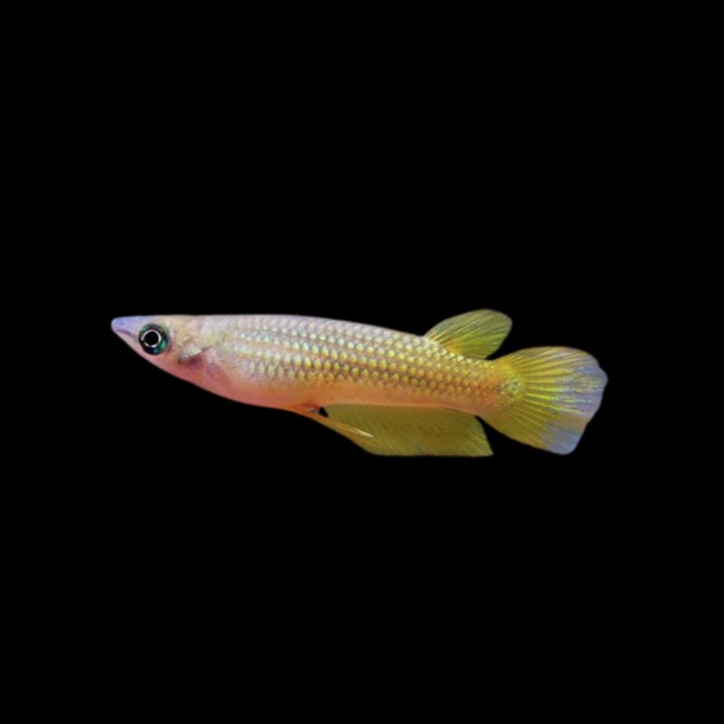 Golden Dream Killifish