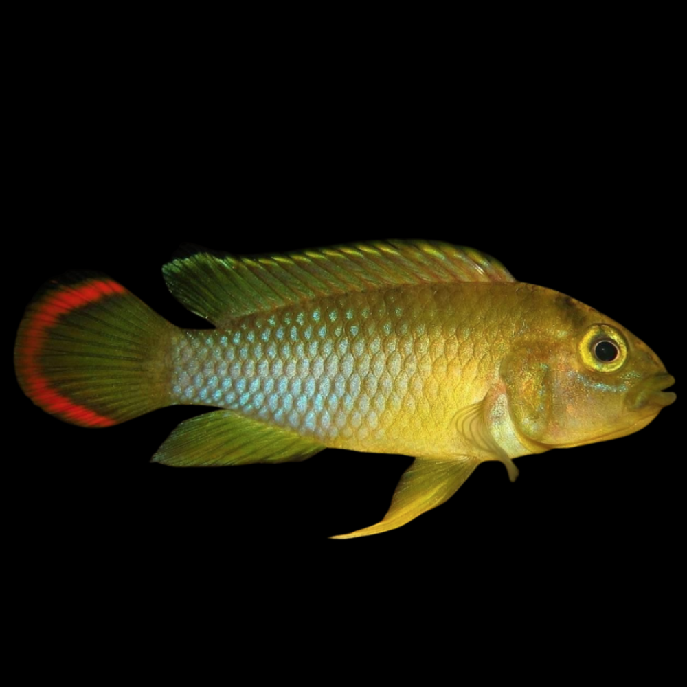 Panda Dwarf Cichlid