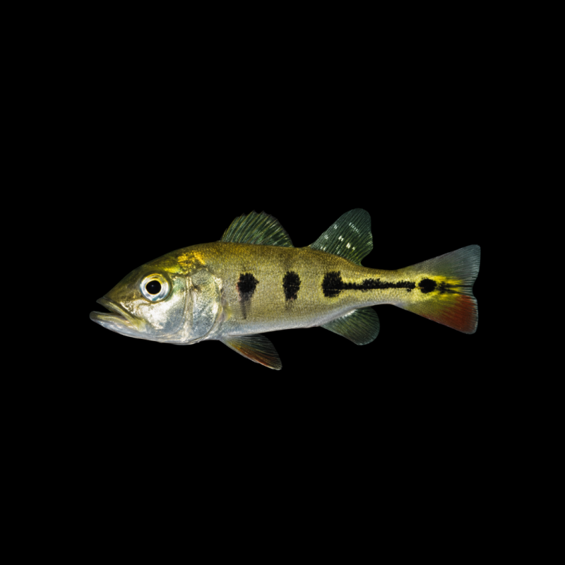 Peacock Bass (Ocellaris)