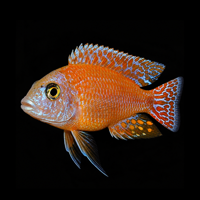 Peacock Cichlid