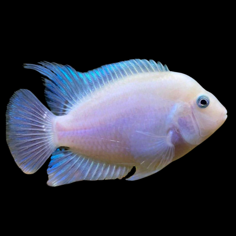 Pink Convict Cichlid