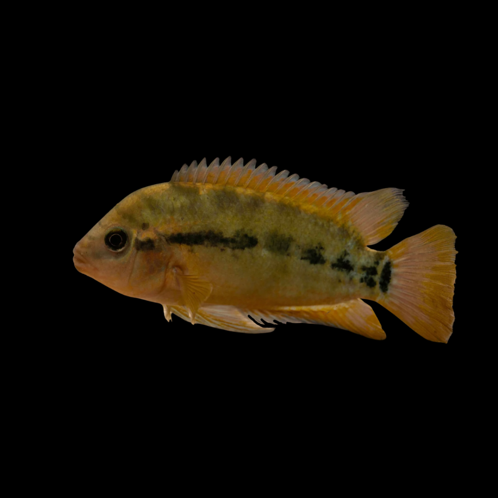 Rainbow Cichlid