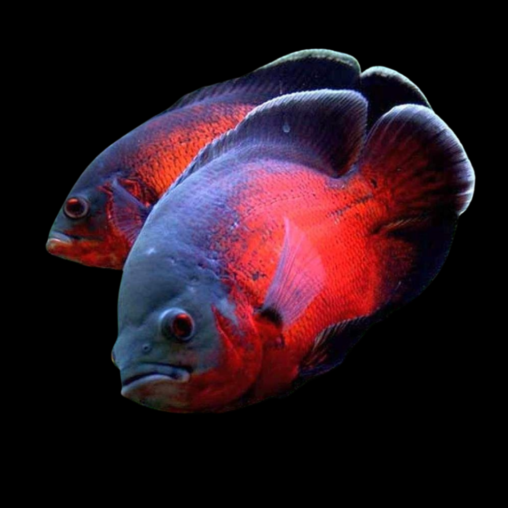 Red Oscar