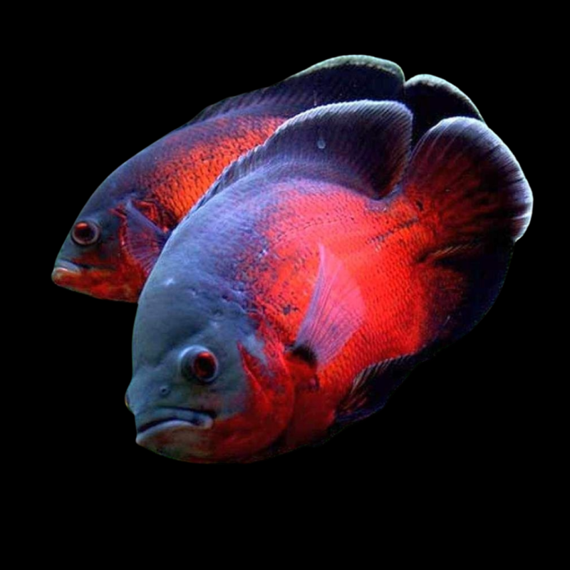 Red Oscar