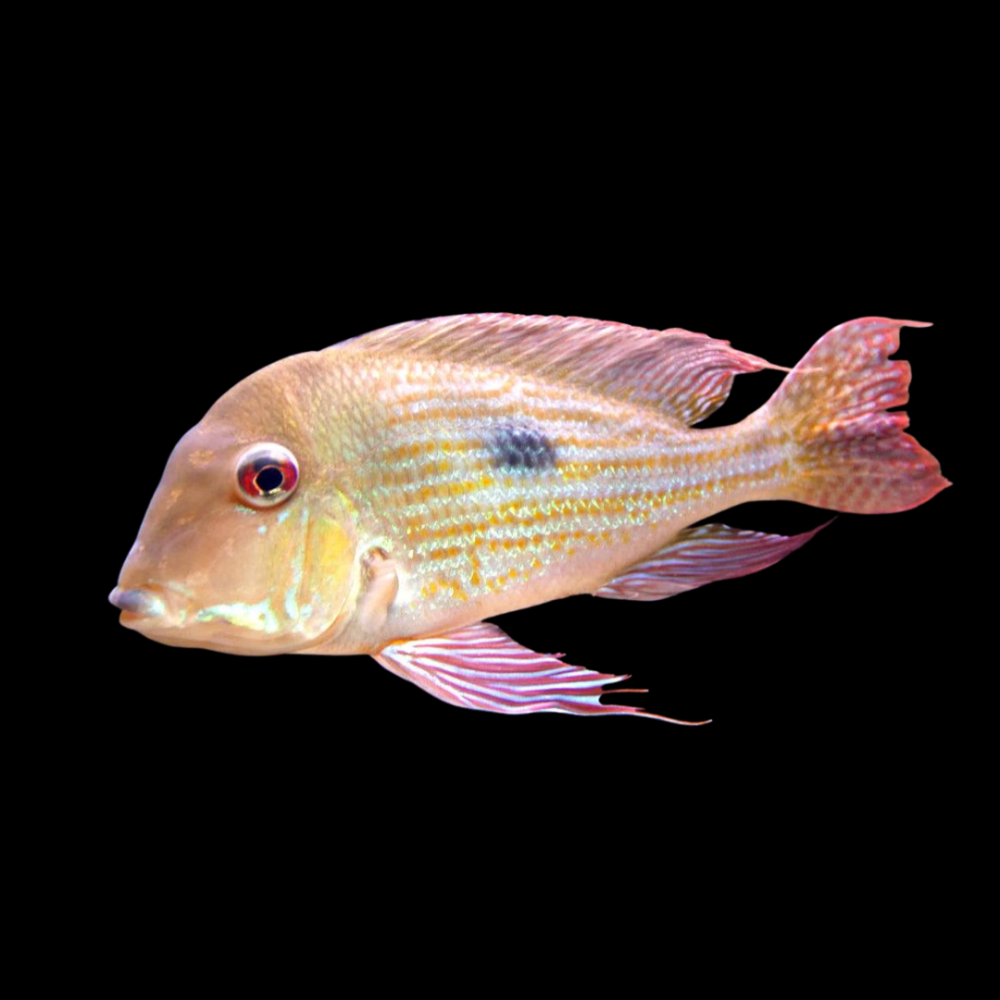Surinamen Geophagus